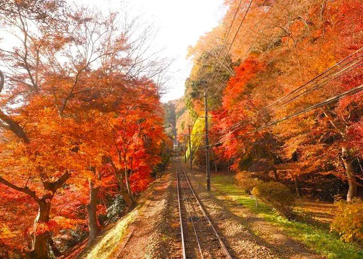 東京出發◆高尾山,  奥多摩湖  一天遊【紅葉名所-高尾山 ▎奥多摩湖~ 麥山浮橋 】(KTM-01A)
