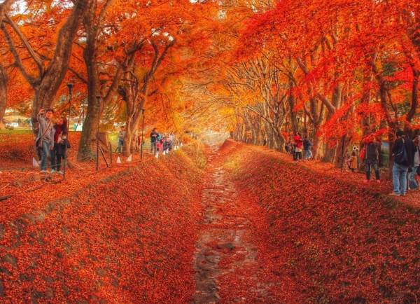 富士山紅葉，清里高原溫泉 2天團【河口湖紅葉迴廊、清里高原1900公尺的山頂絕景+斜坡滑車、入住八岳森林小木屋、葡萄果園採摘 】KTK-02A