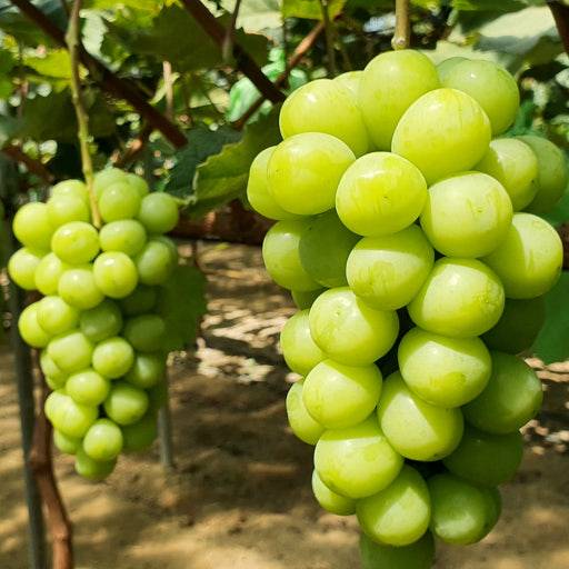(團號 : PXL-01) <季節限定, 一人成團>麝香葡萄採摘 X 花海慶典 X 山景Cafe療癒一天團