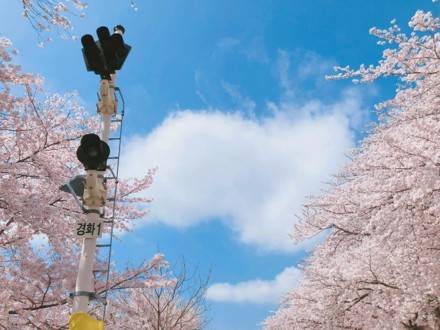 (團號 : FP-02 ) <買一送一>「櫻花隧道 × 火車花海 × 海上巨手」人氣打卡一次滿足 <釜山出發, 一人成團>