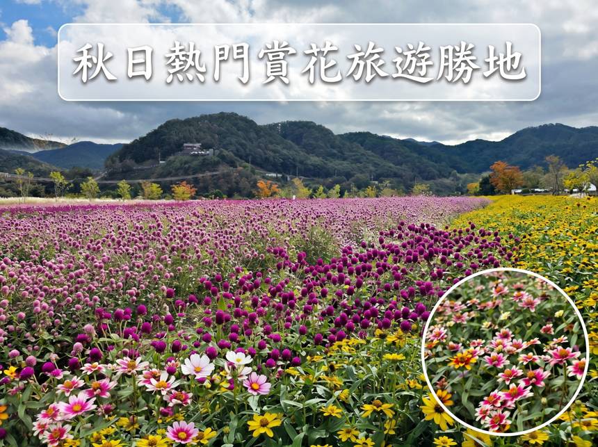 (團號 : PXL-01) <季節限定, 一人成團>麝香葡萄採摘 X 花海慶典 X 山景Cafe療癒一天團