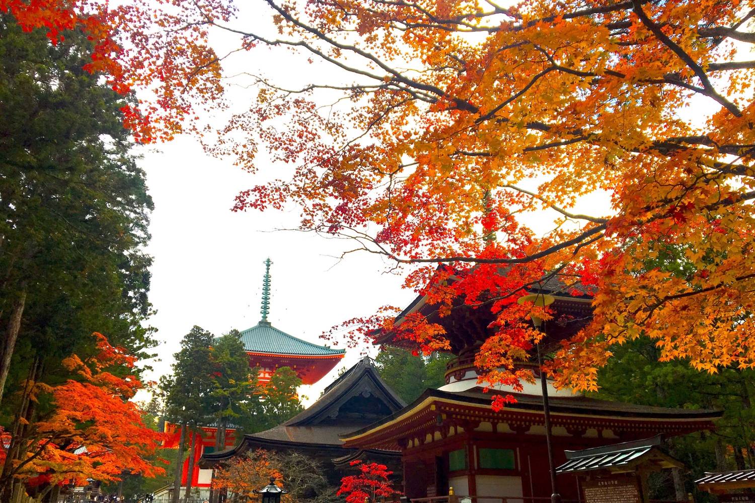 大阪出發◆和歌山 關西最早的楓紅葉勝地-高野山，紀三井寺，黒潮市場，貓貓站長車站 一天遊(KOW-01A
