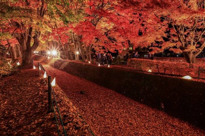 東京富士山河口湖紅葉-1天團 【忍野八海、淺間神社、河口湖紅葉迴廊、富士山博物館】KTF-01A