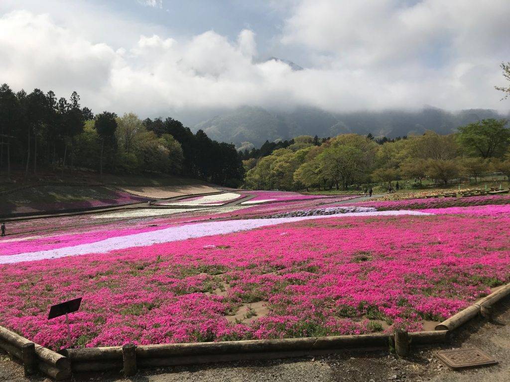 東京芝櫻羊山公園一天團 (花園OUTLET, 草莓果園體驗) KTC-01H