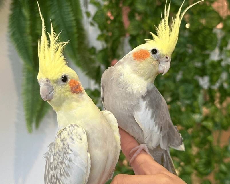 東京 多啦A夢一天團【 藤子·F·不二雄博物館、橫濱World Porters的室內動物園 , 紅磚倉庫 】(KTS-01N)