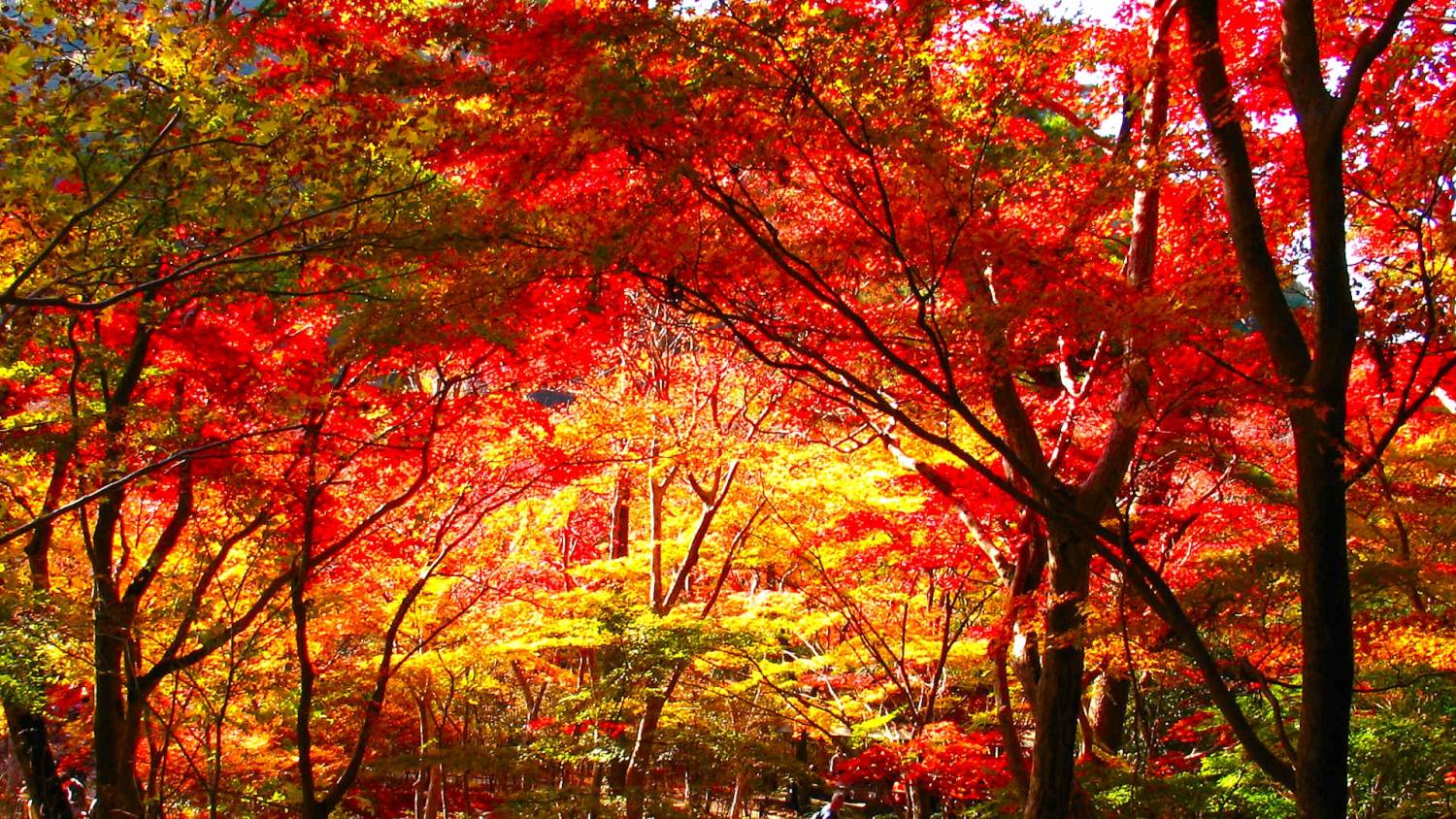 大阪出發◆秋色紅葉之旅◆有馬一天遊【箕面紅葉公園 ▎勝尾寺ʊ可愛達摩 ▎瑞寶寺公園★賞楓名勝地  ▎寶塚大劇場前通】(KOA-01A)