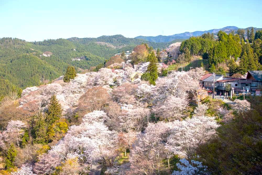 大阪 吉野山千本櫻 1天團(全球最大無印MUJI,櫻花與油菜花- 藤原宮遺蹟) KON-01H