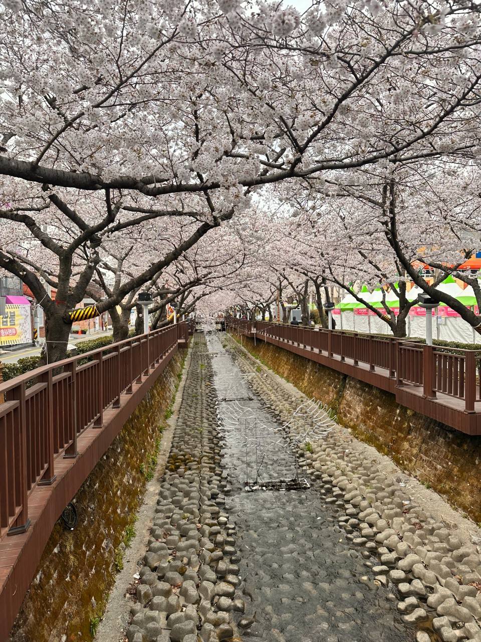 (團號 : JH-01) 草莓農場＋鎮海慶和火車站+余佐川櫻花道 之旅 1天團