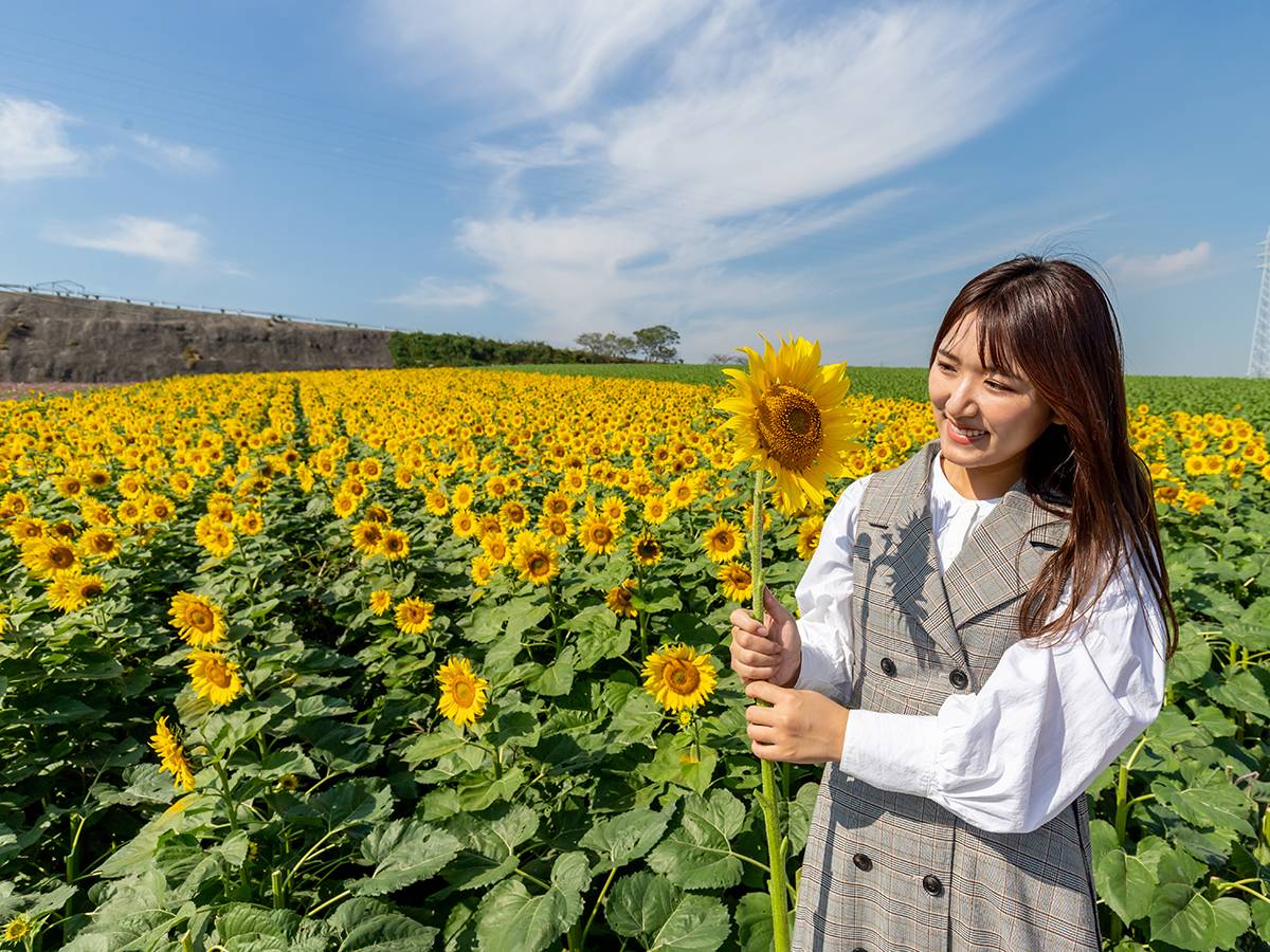 名古屋出發-知多半島賞花一天【向日葵花田、海鮮市場海濱燒、巨大化蝦仙貝、人氣後現代建築-白山宮】(KNC-01N)