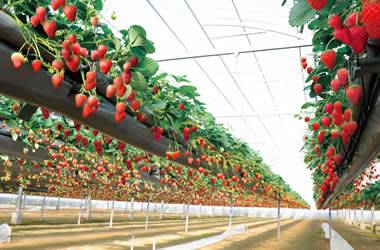 東京  熊谷賞櫻果園1天團【日本百大賞櫻景點之一 -熊谷桜堤、入間outlet、草莓果園體驗、川越古街】(KTK-01H)