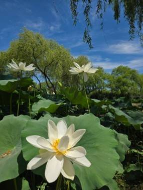 (團號 : LO-01) <一人成團> 蓮花慶典，愛情樹，百年古韻與現代融合大型Outlet 一天團