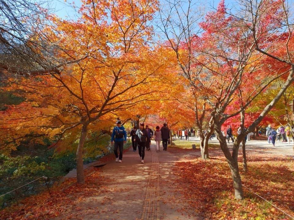 (團號:NJ-01) (10月&11月份) 2024全新內藏山內藏寺紅葉慶典一天團