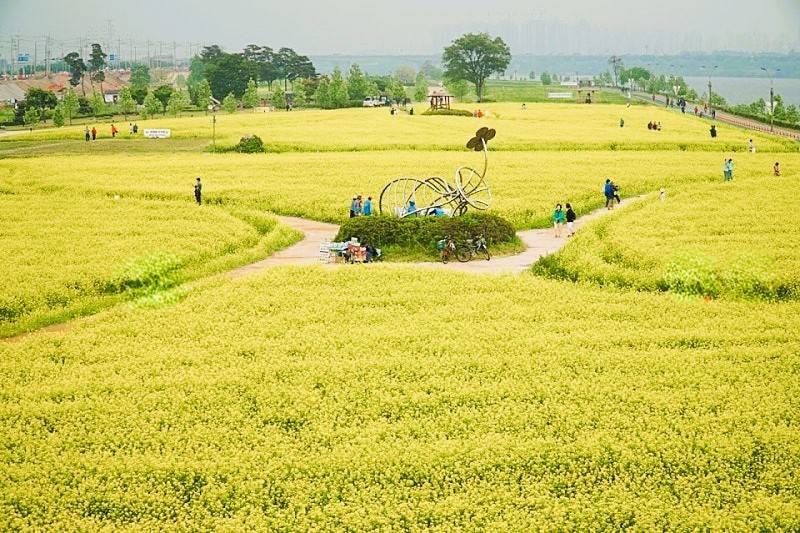 (團號 : QH-01) 油菜花祝祭·隱藏版拍攝聖地·高空展望·Premium草莓 1天團