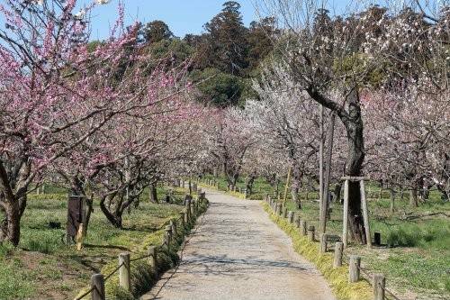 東京水戶梅花祭 1天團(大洗磯前神社、那珂湊漁港、偕楽園) KTM-01H