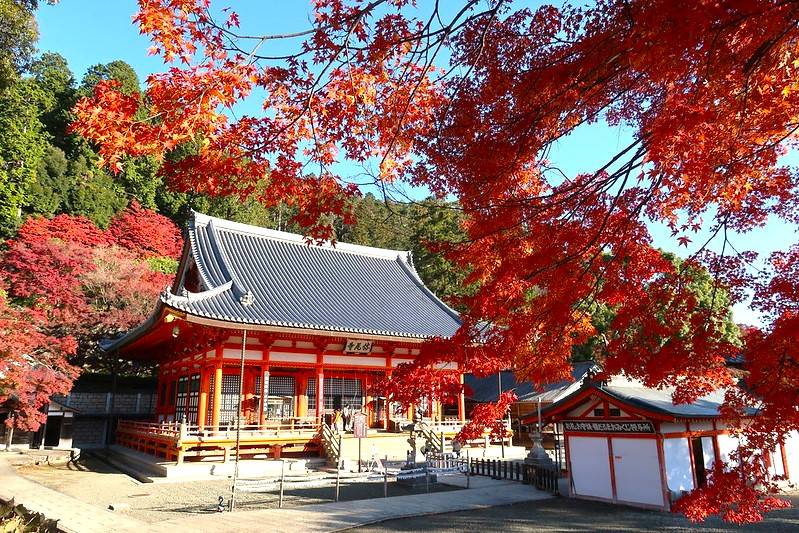 大阪出發◆秋色紅葉之旅◆有馬一天遊【箕面紅葉公園 ▎勝尾寺ʊ可愛達摩 ▎瑞寶寺公園★賞楓名勝地  ▎寶塚大劇場前通】(KOA-01A)