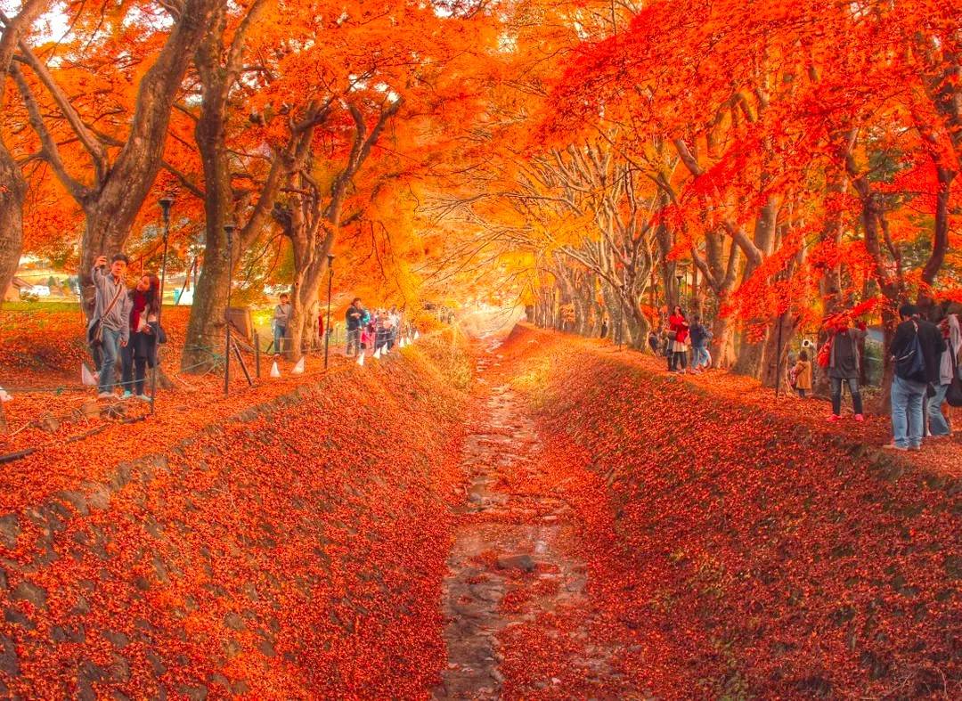 東京出發，富士山 秋日賞紅葉溫泉 2天團【入住八岳小木屋享用蟹放題、忍野八海、紅葉秘景昇仙峽、時令果園】KTF-02A