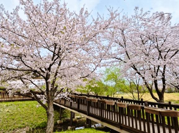 (團號 : ES-01) 隱世皇櫻花秘境·高空展望·Premium草莓·療癒瀑布Café 1天團