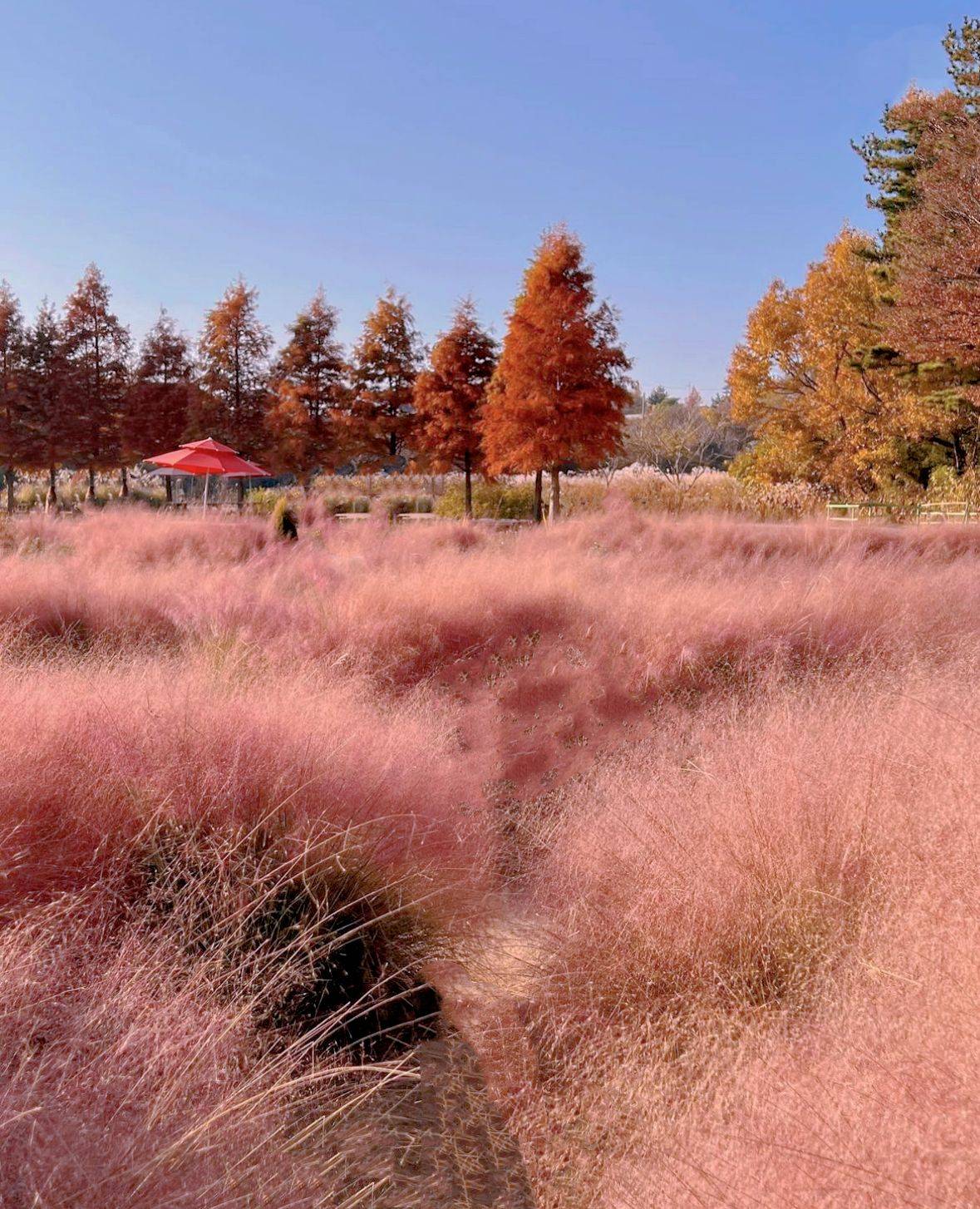 (團號:PC-01)首爾出發 全新秋天打卡必去 粉紅亂子草 巨型芒草公園+海上展望台+美式情懷海景咖啡廳一天團