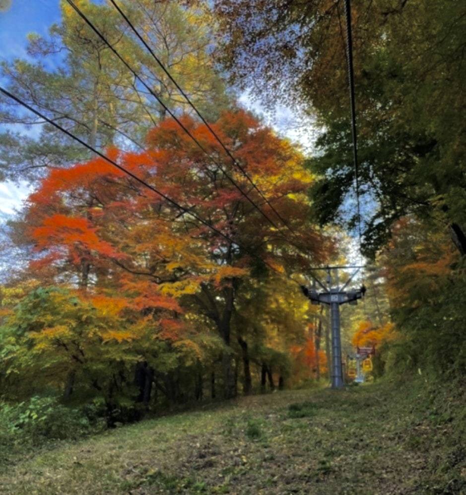 (團號:GD-02)譚陽樹林, 光州普羅旺斯,楓葉公園, 賞楓葉二天團