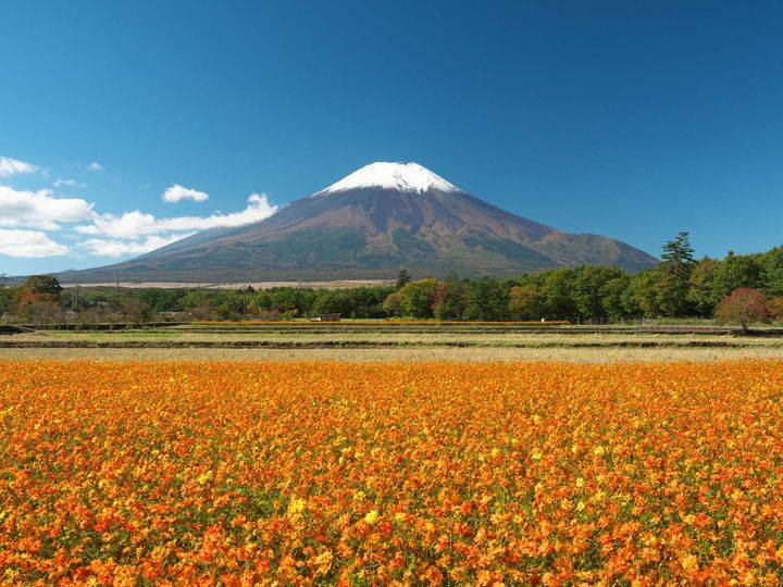 東京 出發- 富士山絕景任食桃/巨峰一天團【河口湖/山中湖花海、山梨縣名物水蜜桃巨峰果園體驗 、新倉山浅間公園】(KTF-01N)