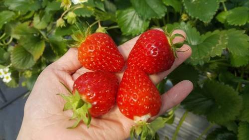 (團號:NS-01)冬日南怡島晨光夜色 一天團