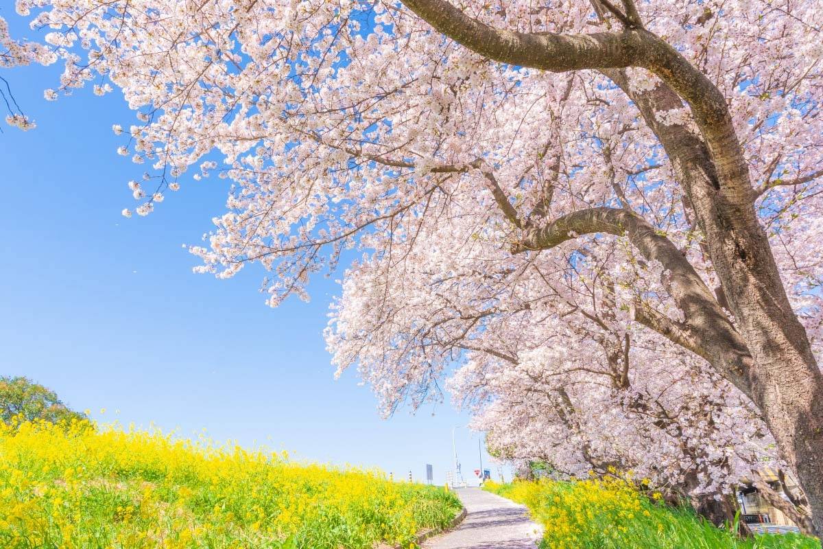 東京  熊谷賞櫻果園1天團【日本百大賞櫻景點之一 -熊谷桜堤、入間outlet、草莓果園體驗、川越古街】(KTK-01H)