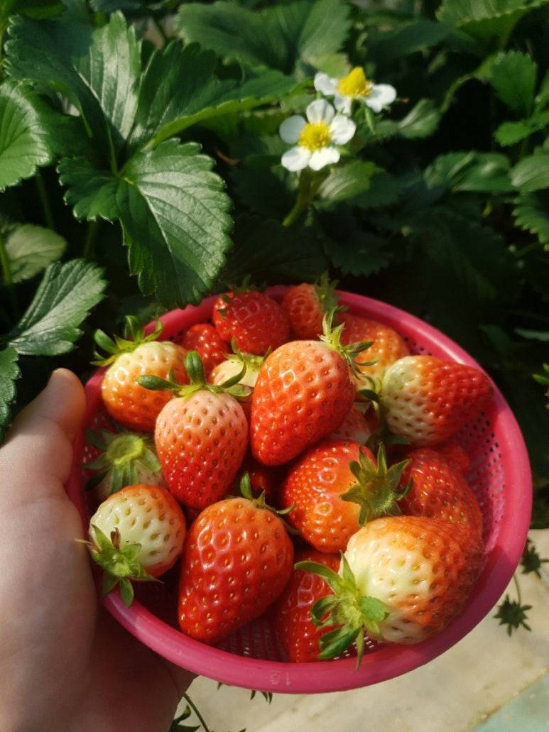 (團號 : HC-01) 超人氣草莓體驗+人氣爆燈Luge+風物市場+離北韓最近的咖啡廳 1天團