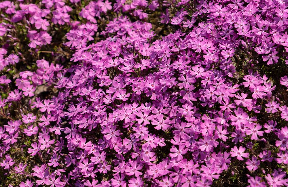 東京賞櫻+芝櫻牛久大佛一天團( 土浦魚市場，阿見OUTLET) KTU-01H