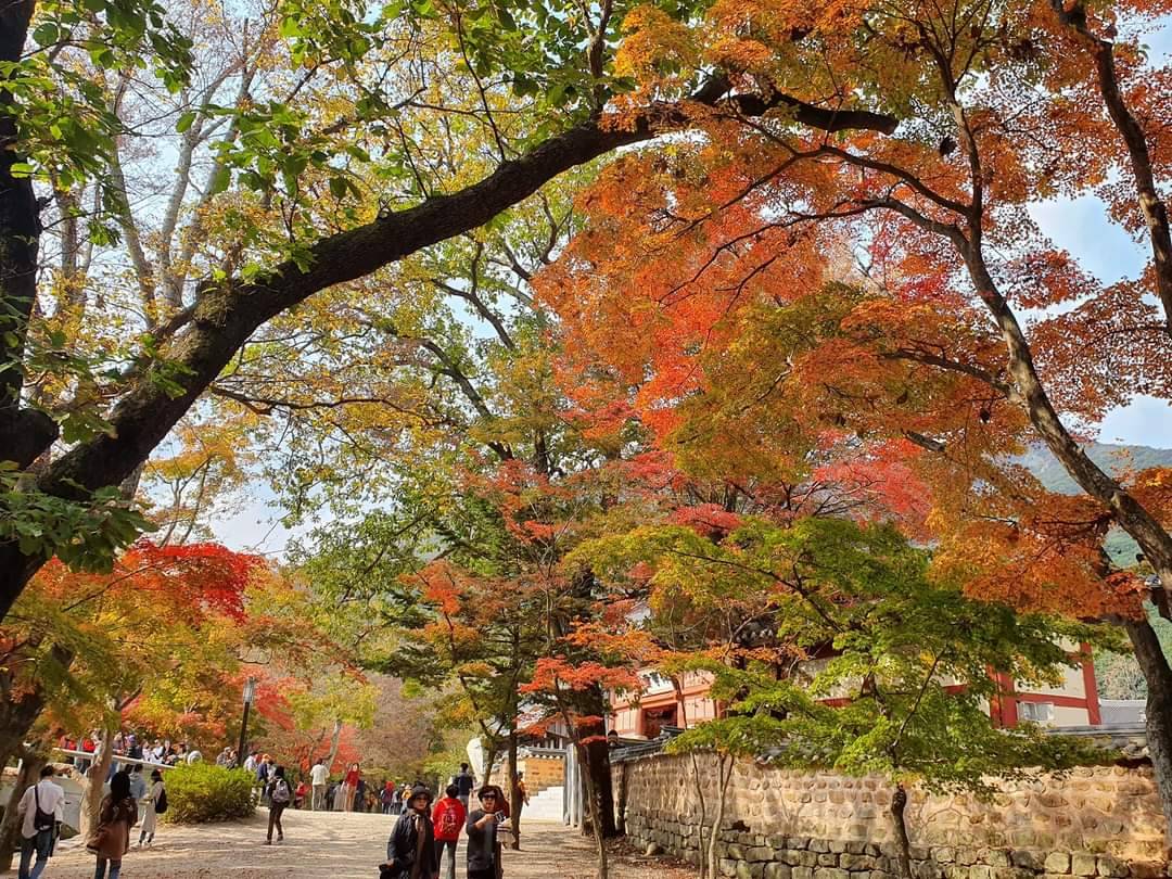 (團號:SN-02)內藏山, 白羊寺, 全州韓屋村二天團