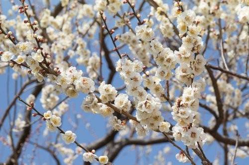 東京水戶梅花祭 1天團(大洗磯前神社、那珂湊漁港、偕楽園) KTM-01H
