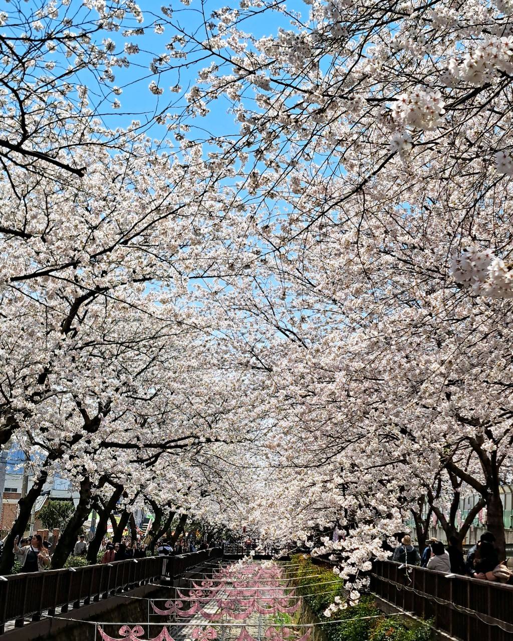 (團號 : JH-01) 草莓農場＋鎮海慶和火車站+余佐川櫻花道 之旅 1天團