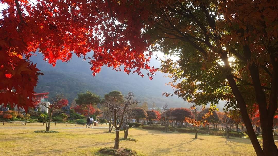 (團號:SG-03)深度遊紫色島+潭陽, 羅州,井邑銀杏楓葉三天團