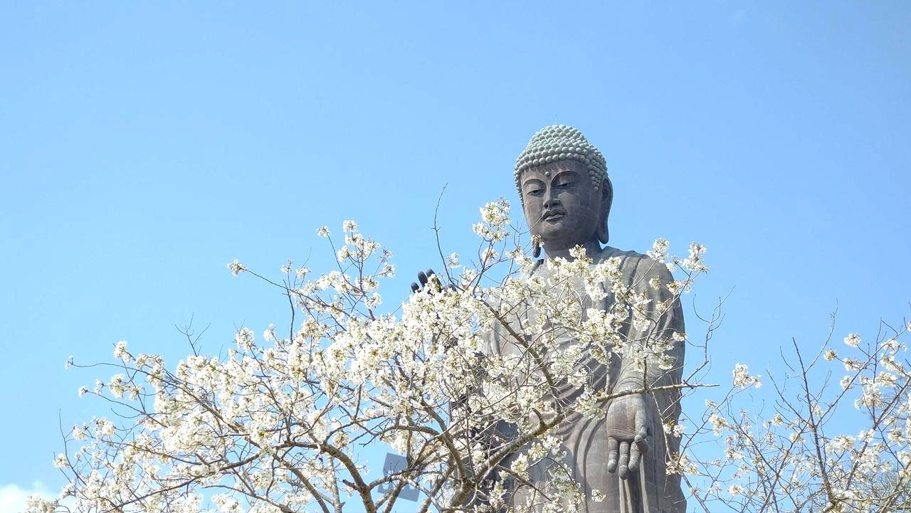 東京賞櫻+芝櫻牛久大佛一天團( 土浦魚市場，阿見OUTLET) KTU-01H