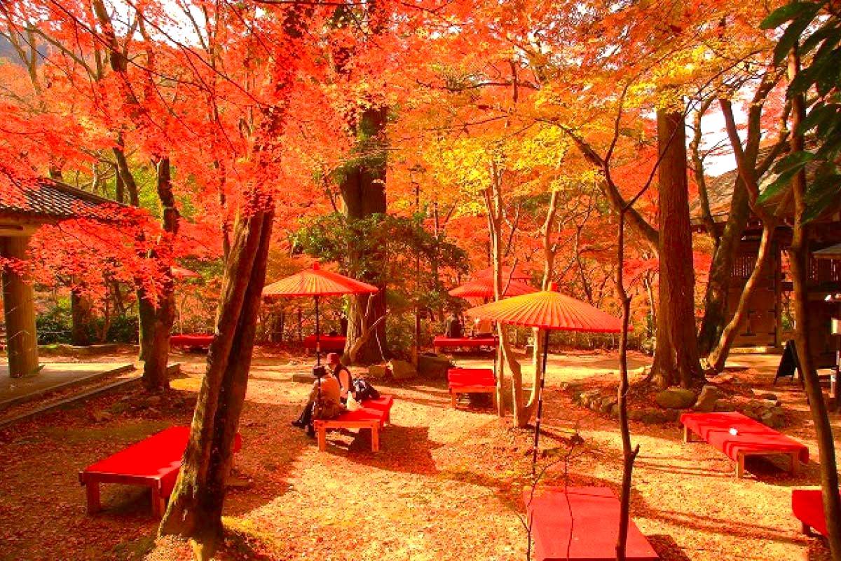 大阪出發◆秋色紅葉之旅◆有馬一天遊【箕面紅葉公園 ▎勝尾寺ʊ可愛達摩 ▎瑞寶寺公園★賞楓名勝地  ▎寶塚大劇場前通】(KOA-01A)