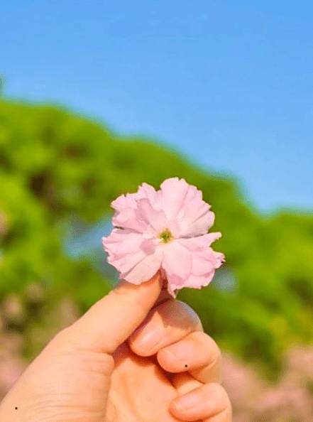 (團號 : ES-01) 隱世皇櫻花秘境·高空展望·Premium草莓·療癒瀑布Café 1天團