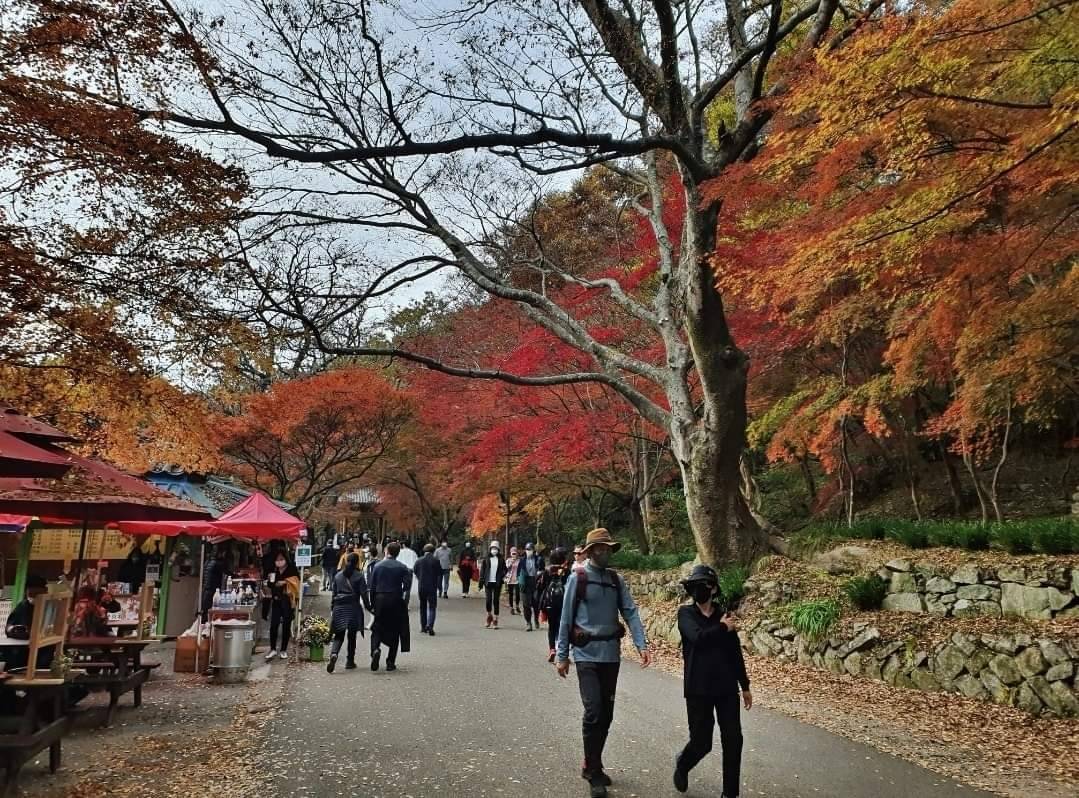 (團號:NJD-01) (10月&11月 限額買一送一) 東內藏山 最新楓葉公園 一天團