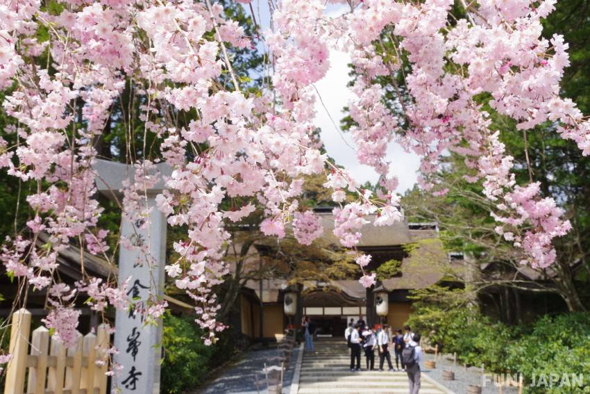 大阪高野山賞櫻一天團(黒潮市場，紀三井寺，貓貓站長車站) KOW-01H