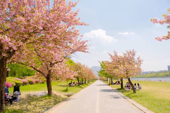 (團號 : ES-01) 隱世皇櫻花秘境·高空展望·Premium草莓·療癒瀑布Café 1天團