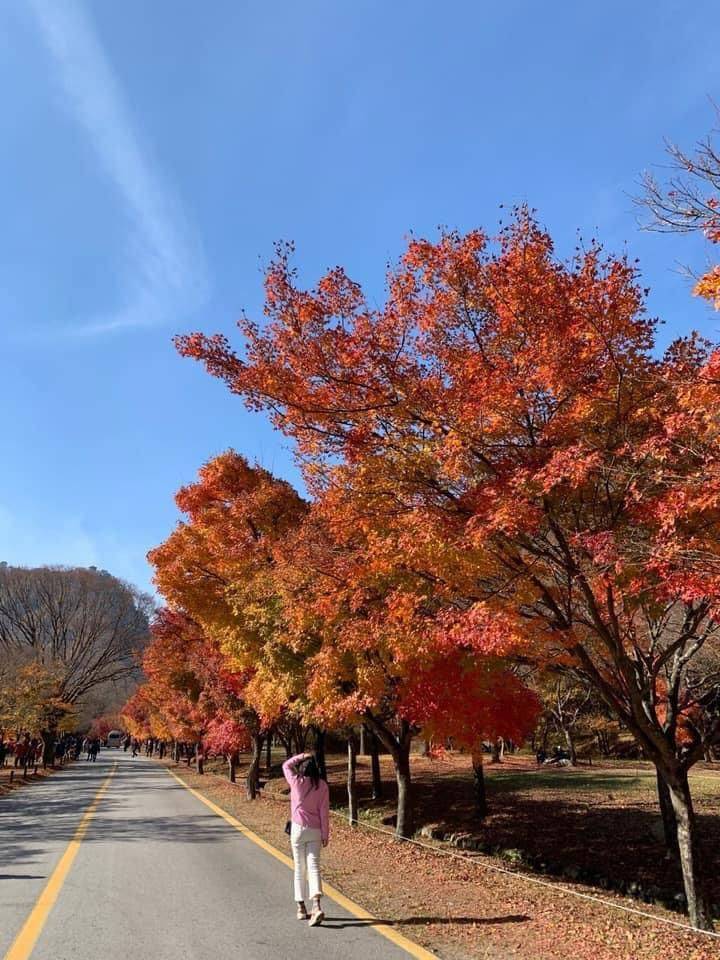 (團號:NJ-01) (10月&11月份) 2024全新內藏山內藏寺紅葉慶典一天團