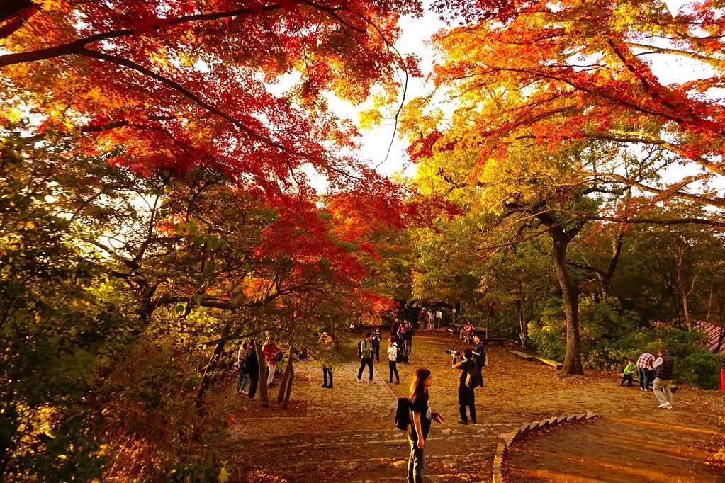 東京出發◆高尾山,  奥多摩湖 賞花 一天遊【紅葉名所-高尾山 ▎奥多摩湖~ 麥山浮橋 】(KTM-01A)