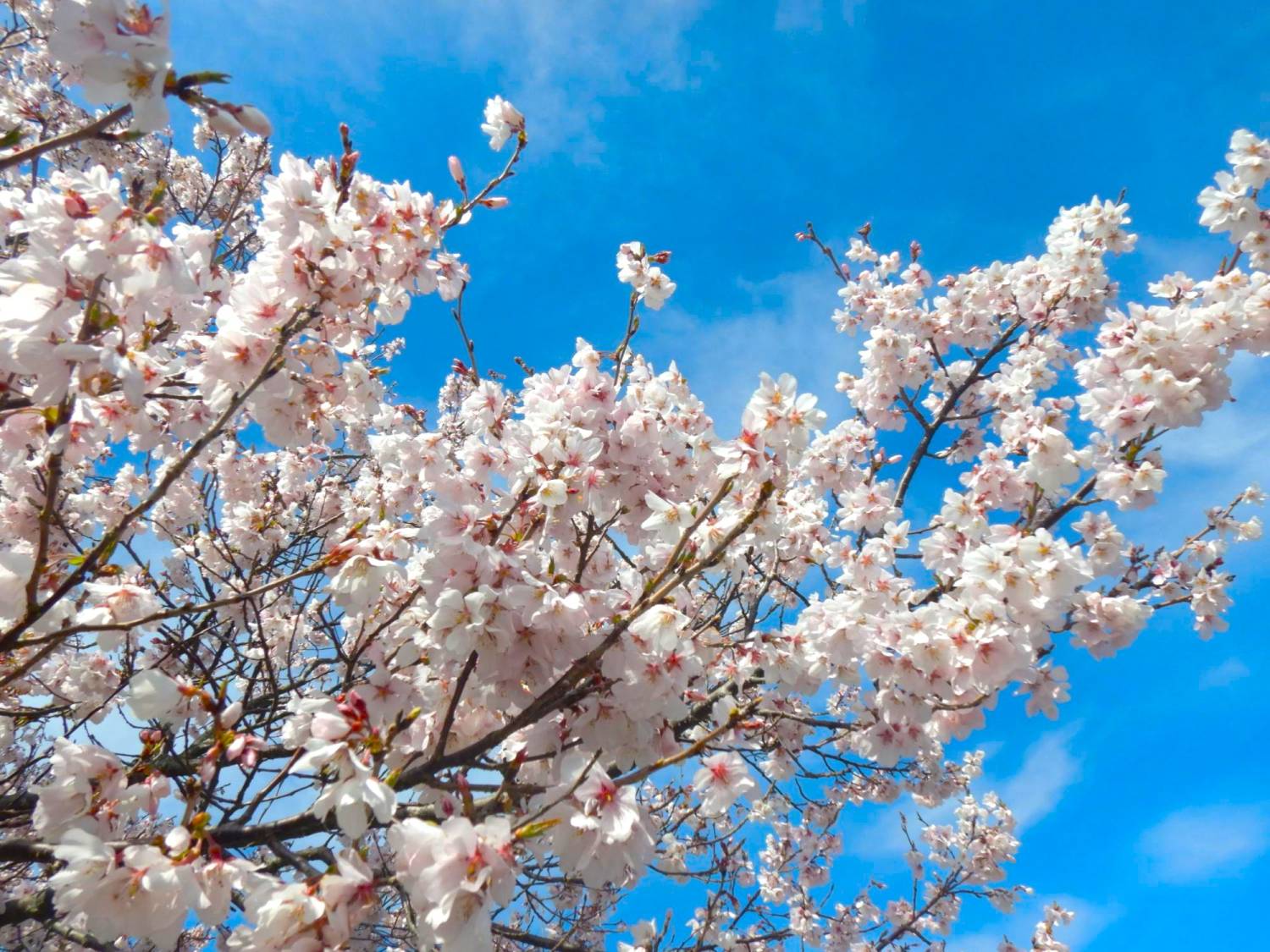 大阪賞櫻一天團-勝尾寺、 加古川堤防左岸、箕面瀑布、三田OUTLET(KOM-01H)