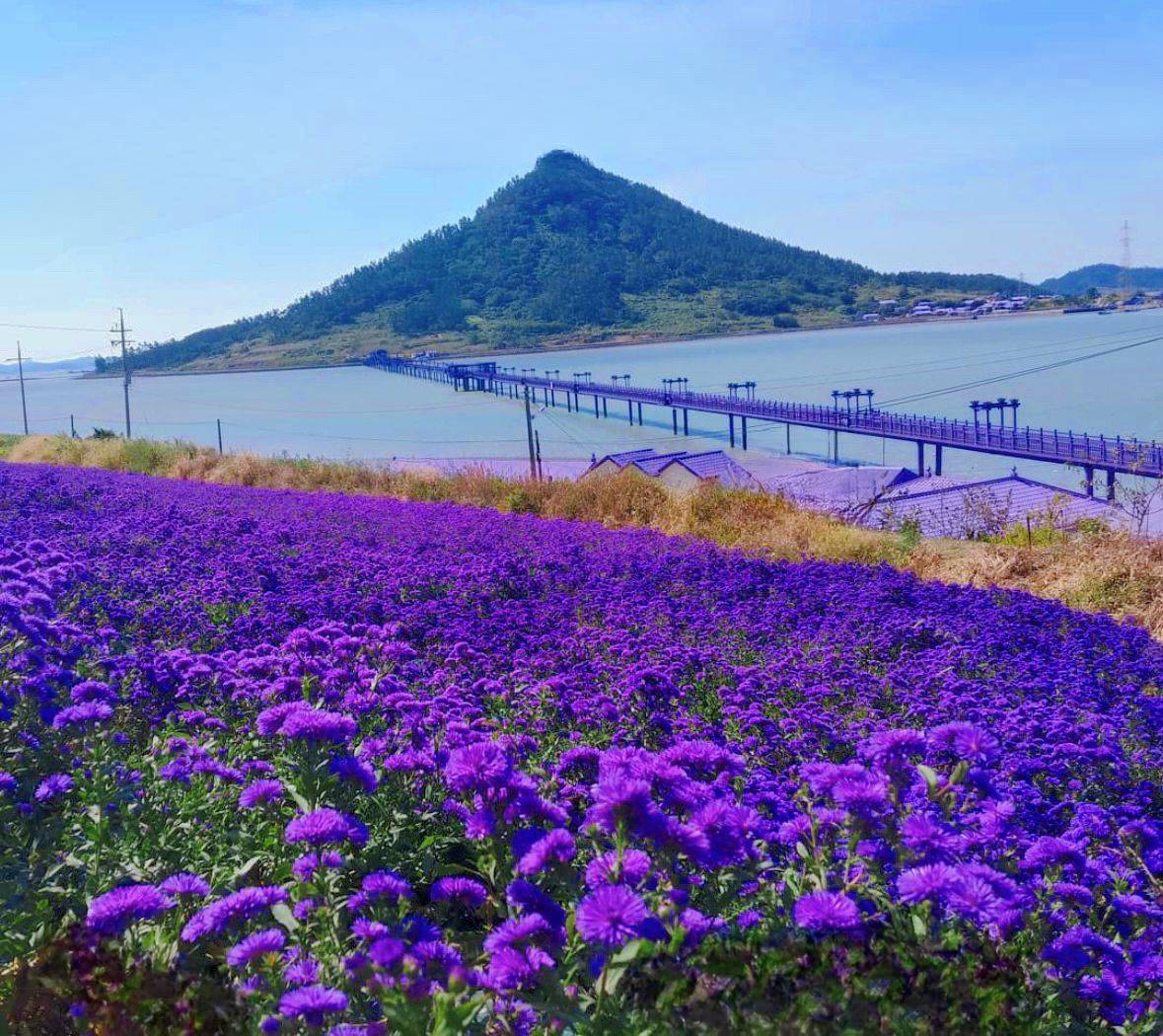 (團號:SG-03)深度遊紫色島+潭陽, 羅州,井邑銀杏楓葉三天團