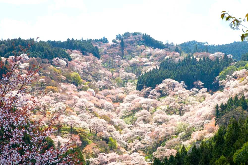 大阪 吉野山千本櫻 1天團(全球最大無印MUJI,櫻花與油菜花- 藤原宮遺蹟) KON-01H