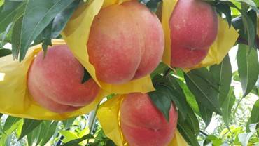 (團號 : HP-01/26) <一人成團> 香甜水蜜桃 × 人氣 Luge滑板車 × 草泥馬樂園一天團