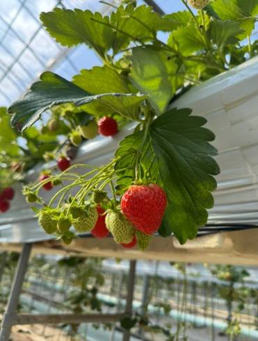 (團號 : HC-01) 超人氣草莓體驗+人氣爆燈Luge+風物市場+離北韓最近的咖啡廳 1天團