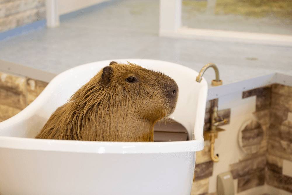 東京 多啦A夢一天團【 藤子·F·不二雄博物館、橫濱World Porters的室內動物園 , 紅磚倉庫 】(KTS-01N)