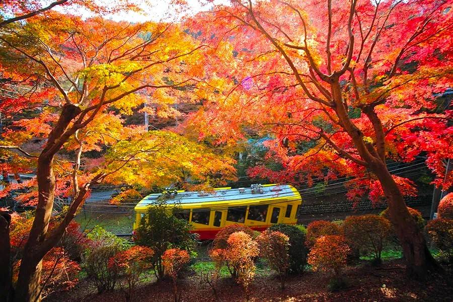 東京出發◆高尾山,  奥多摩湖 賞花 一天遊【紅葉名所-高尾山 ▎奥多摩湖~ 麥山浮橋 】(KTM-01A)
