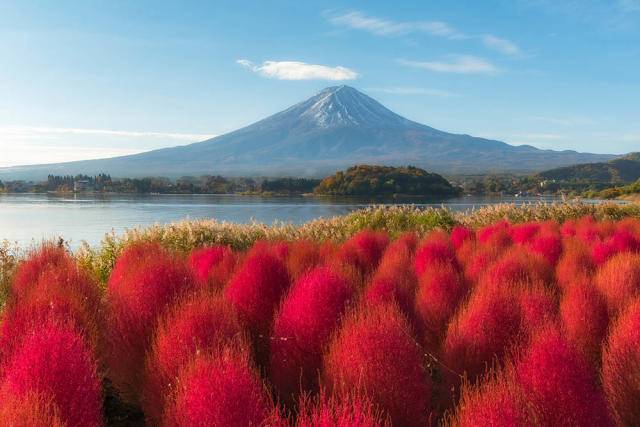 東京 出發- 富士山賞花絕景一天團【大石公園四季花海、新倉山浅間公園、 富士石燒牛御膳、水蜜桃/ 巨峰果園採摘體驗】(KTF-01)
