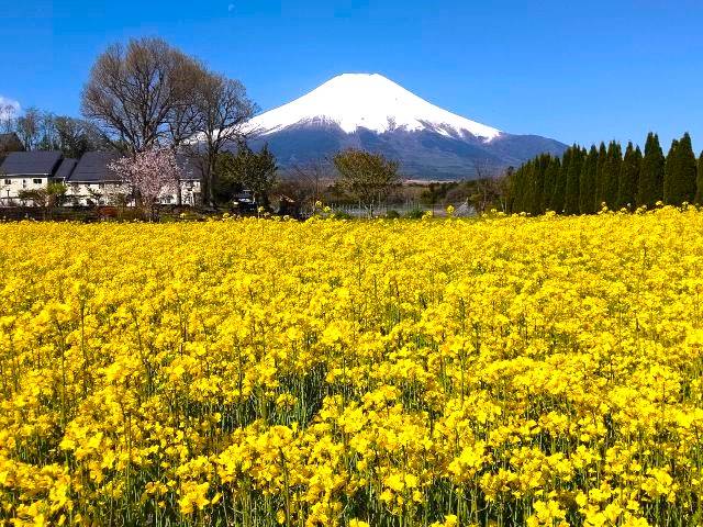 山中湖時令季節花海 滿盛!!玩轉富士山 輕井澤夢幻美景 2天團【山中湖、果園任食、入住八岳森林小木屋】KTK-02H2