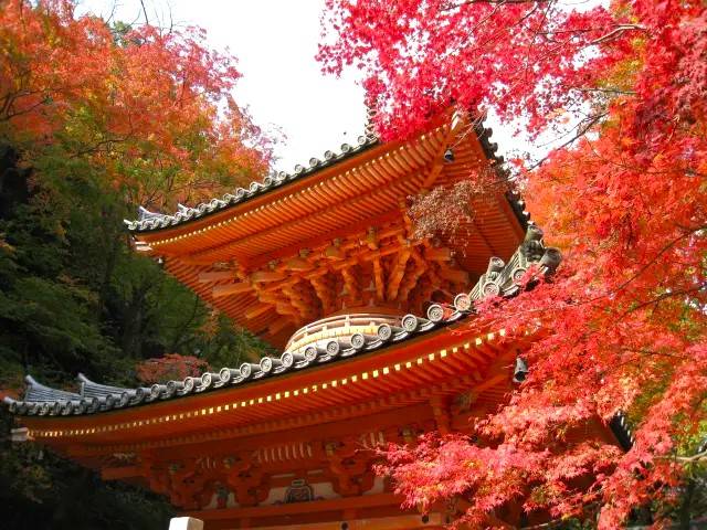 大阪出發◆和歌山+高野山-關西最早的楓紅葉勝地，紀三井寺，黒潮市場，貓貓站長車站 一天遊(KOW-01)